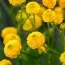 Ранункулюс (лютик) Flore Pleno фото