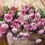 Ранункулюс (лютик) Picotee Roze фото