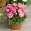 Ранункулюс Tomer Pink фото