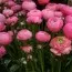 Ранункулюс Tomer Pink фото