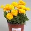 Ранункулюс Tomer Yellow фото