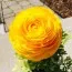 Ранункулюс Tomer Yellow фото