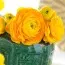 Ранункулюс Tomer Yellow фото