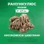 Ранункулюс (лютик) Flore Pleno фото