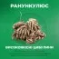 Ранункулюс Tomer Roze фото