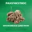 Ранункулюс Tomer Orange фото