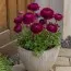 Ранункулюс (лютик) Aviv Purple фото