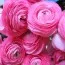 Ранункулюс (лютик) Aviv Rose 7/8 фото