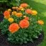Ранункулюс (лютик) Picotee Orange фото