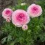 Ранункулюс (лютик) Picotee Roze фото
