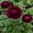 Ранункулюс Tomer Purple фото