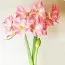 Амариллис Rebecca фото