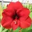 Амариллис Red Collor фото