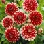 Георгина Red and White Fubuki (Уникальный окрас) фото