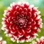 Георгина Red and White Fubuki (Уникальный окрас) фото
