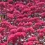 Седум Red Cauli фото
