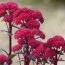Седум Red Cauli фото