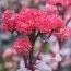 Седум Red Cauli фото
