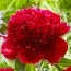 Пион Red Charm фото