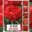 Тюльпаны Red Shades (Брендовые луковицы KAPITEYN®) фото