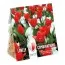 Комбо Тюльпаны Red и Крокусы White (Брендовые луковицы KAPITEYN®) фото
