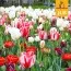 Микс ландшафтный Red and White Art (Брендовые луковицы Jub Holland) фото