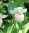 Циприпедиум Reginae Flavum фото
