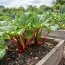 Ревень Red Champagne фото