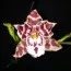 Орхидея Odontoglossum Zebra фото