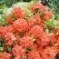 Рододендрон Geisha Orange фото