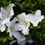 Азалия BloomChampion White фото