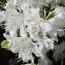 Рододендрон Geisha Weiss фото