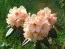 Рододендрон Apricot Fantasy фото