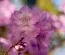Рододендрон Korean фото