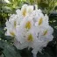 Рододендрон Madame Masson фото