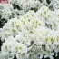 Рододендрон Madame Masson фото