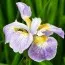 Ирис Siberica Rikugi Sakura фото
