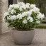 Рододендрон Cunningham's White фото