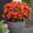 Рододендрон Geisha Orange фото
