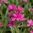 Родогипоксис Tetra Pink фото