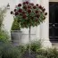 Роза штамбовая Black Baccara фото