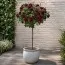 Роза штамбовая Black Baccara фото