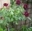 Роза Burgundy Ice фото