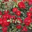 Роза Alexander von Humboldt фото