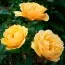 Роза Amber Queen  фото