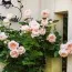 Роза Ambridge Rose фото