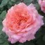 Роза Amour De Molene фото
