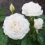 Роза Annapurna фото