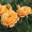Роза Apricot Clementine фото