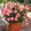 Роза Augusta Luise фото